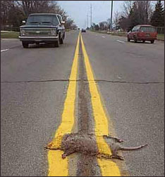 roadkill