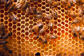 Working Bees On The Yellow Honeycomb With Sweet Honey.