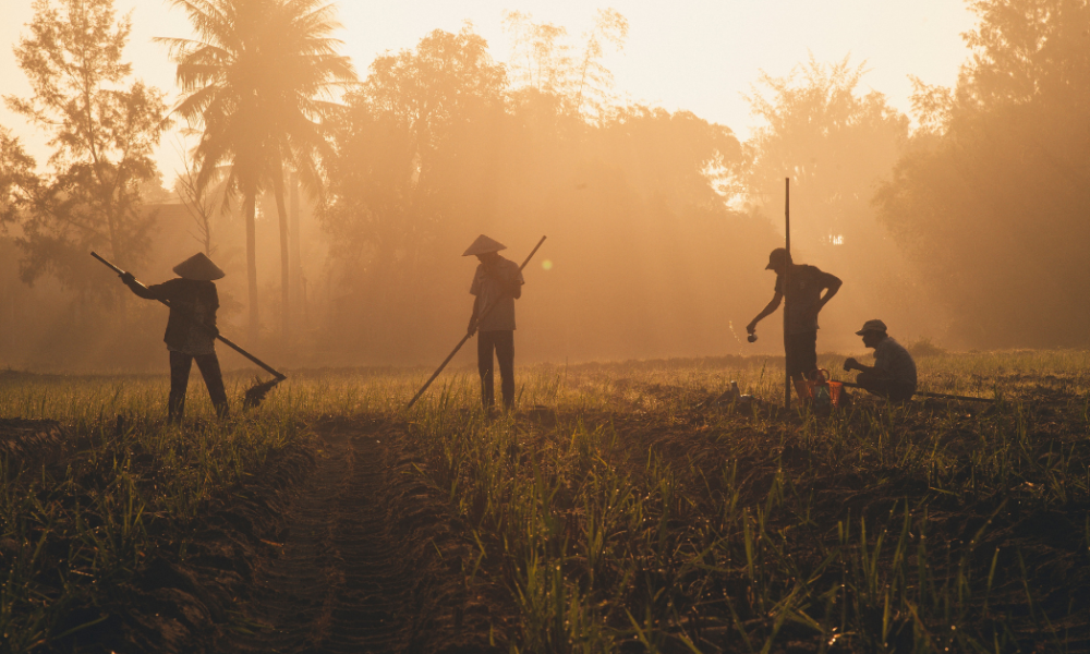 Farmworker rights | What your taxes pay for | Public employees & AI